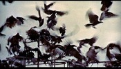 The Birds (1963)Bodega Lane, Bodega, California, Potter School House, Bodega, California and birds